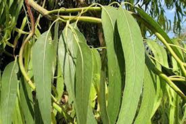 Eucalyptus smithii bio 5ml