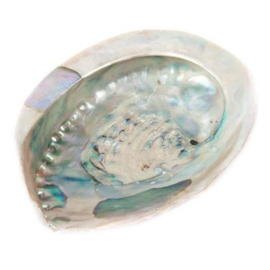 Abalone schelp, groot 14-16cm