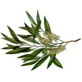 Kajeput Bio (Melaleuca cajeputi) 5ml