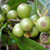Werfzeep Koffiescrub - 100 gr - Koffiescrub