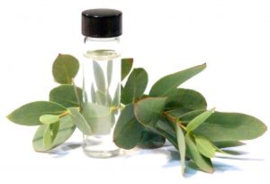 Eucalyptus radiatia bio 5ml