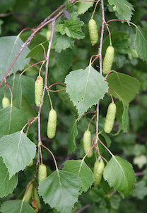 Pollen Ruwe Berk