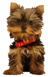 TERRIER PUP