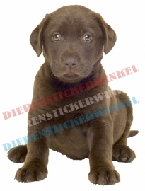 Labrador Bruine Pup