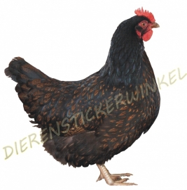 Barnevelder Kip