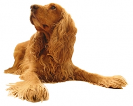 COCKER SPANIEL