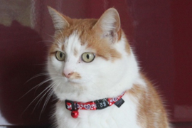 Catsafe Hearts rood