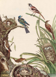 Het heel grote vogelboek - Bibi Dumon Tak - Lannoo