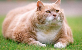 afbeelding kat overgewicht