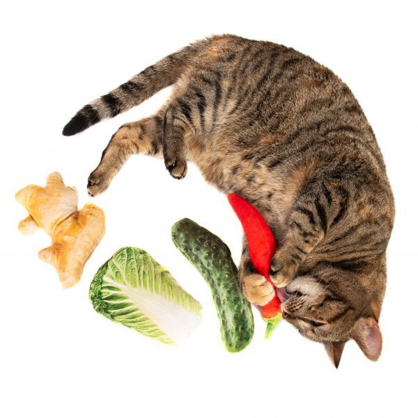 overdrijving vermoeidheid Ik zie je morgen Jumbo Groente voor de kat | EKO4petz | Bestel Online
