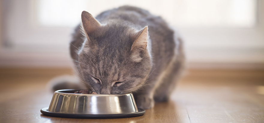 Vernietigen musicus barrière Katten laten wennen aan nieuwe voeding | EKO4petz online dierenwinkel