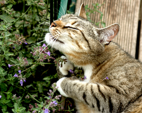 Bekwaam draai Uitvoerder Kattenkruid en andere kruiden voor de kat | EKO4petz online dierenwinkel