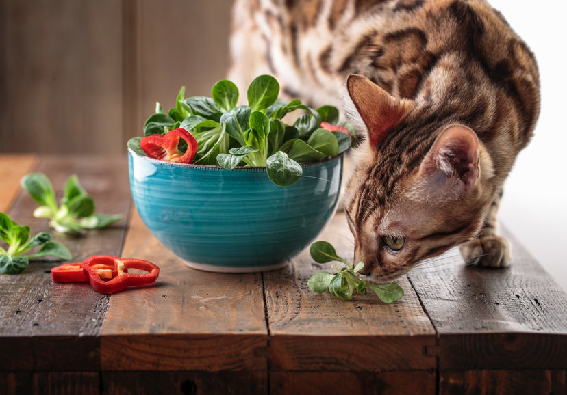 Geleend landen Klant Kan mijn kat vegetarisch eten? | EKO4petz de natuurwinkel voor dieren