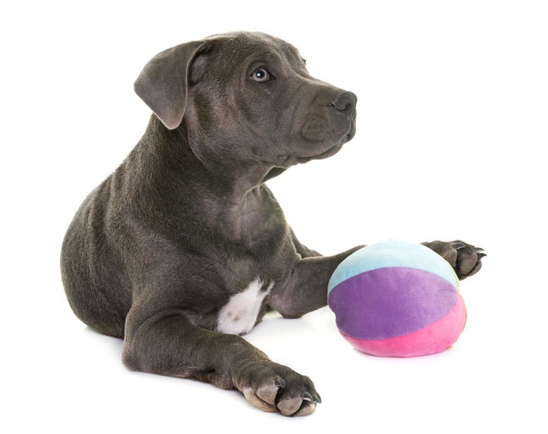 6 redenen waarom jij speelgoed voor hond moet kopen | EKO4petz de voor dieren