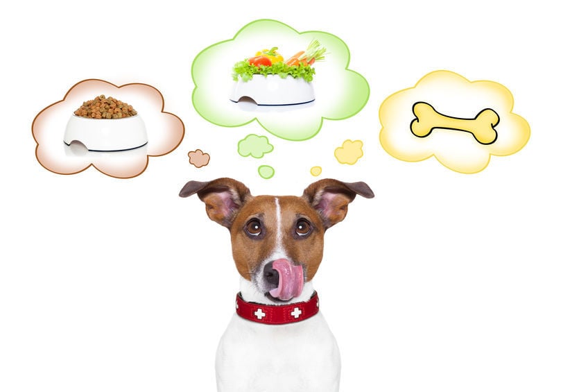 Bewolkt Verscheidenheid regeren Wat eet de hond van een veganist? | EKO4petz dé natuurwinkel voor dieren