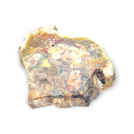 Versteend Hout  schijf, met kristallen, 2624 gram