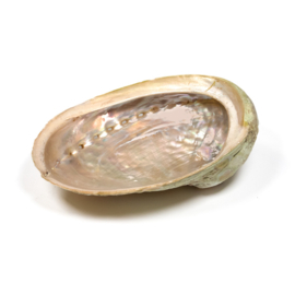 Abalone/Paua smudge schelp XS 7-10 cm