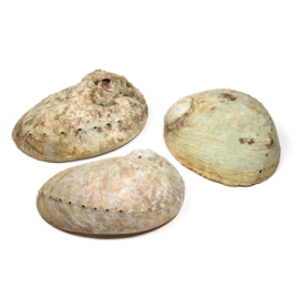 Abalone/Paua smudge schelp L 17-18 cm