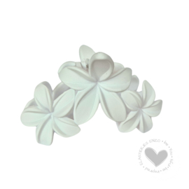 Haarklem Flowers | Pure White