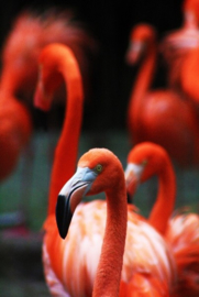 Diamond Painting set | Flamingo's