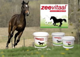 Voeding en supplementen voor paarden