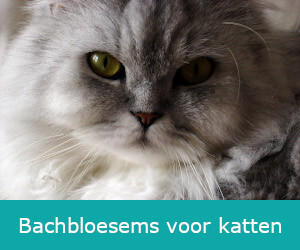 Bachbloesems voor katten bij Botanisch in Balans Vledder