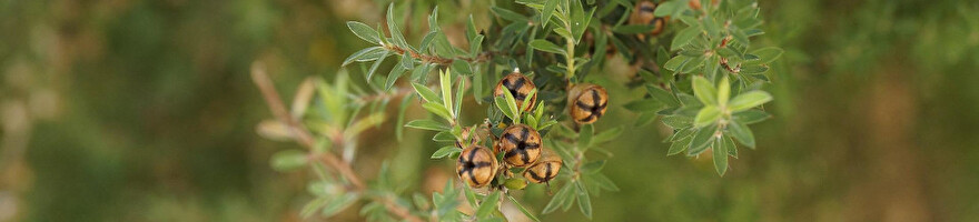 Aromatherapie geschiedenis bij Botanisch in Balans holistische praktijk voor mens en dier