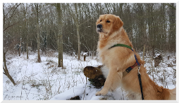 Tips voor honden in de sneeuw