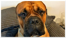 voedselallergie leaky gut hond