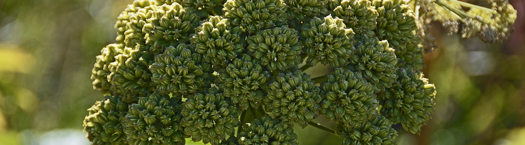 Spagyriek-voorschrijver in Vledder Drenthe