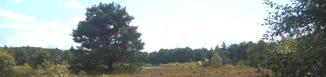 Wandelen door de bossen van Vledder in Drenthe