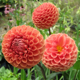 Dahlia 'Cornel Bronze'