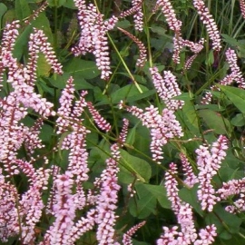 Persicaria amplexicaulis 'Serpentine'