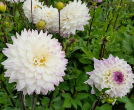 Dahlia 'Hapet Blue Eyes'