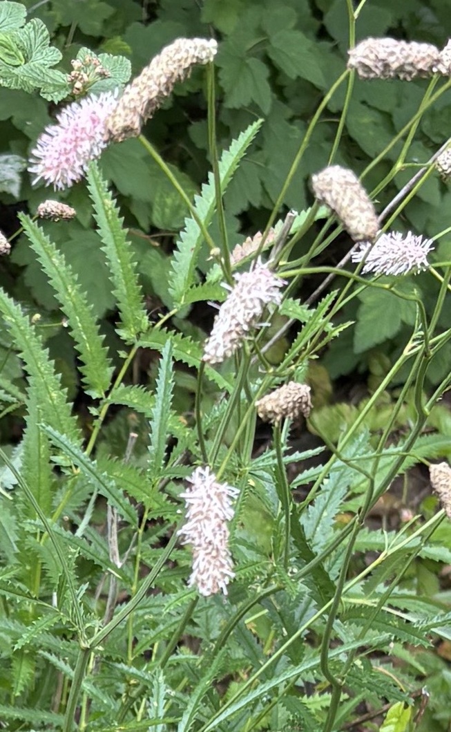 Sanguisorba parviflora 'Alba'
