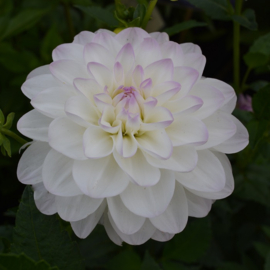 Dahlia 'Eveline'