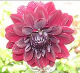 Dahlia 'Arabian Night'