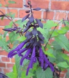 Salvia 'Amistad' (PBR)