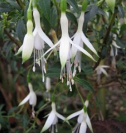 Fuchsia 'Hawkshead'