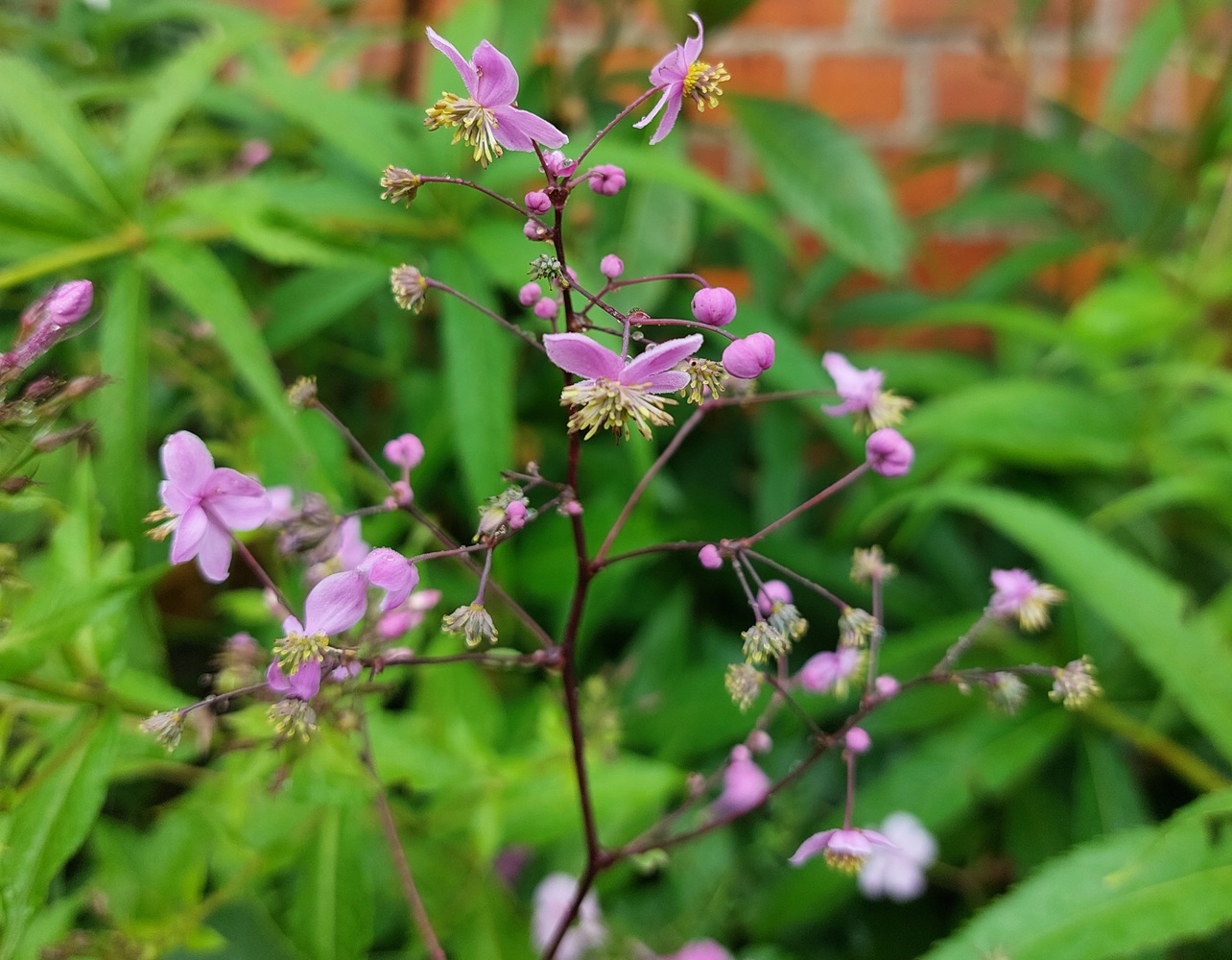 Thalictrum rochebruneanum