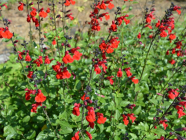 Salvia microphylla  ‘Salvinio True Red' ®