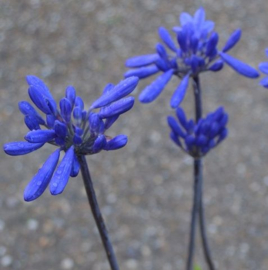 Agapanthus 'Windlebrooke'