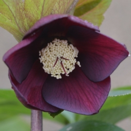 Helleborus single Bordeaux