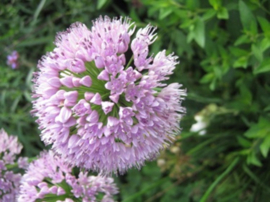 Allium  senescens 'Summer Beauty'