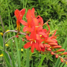 Crocosmia hybride 'Mistral'