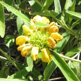 Phlomis lanata