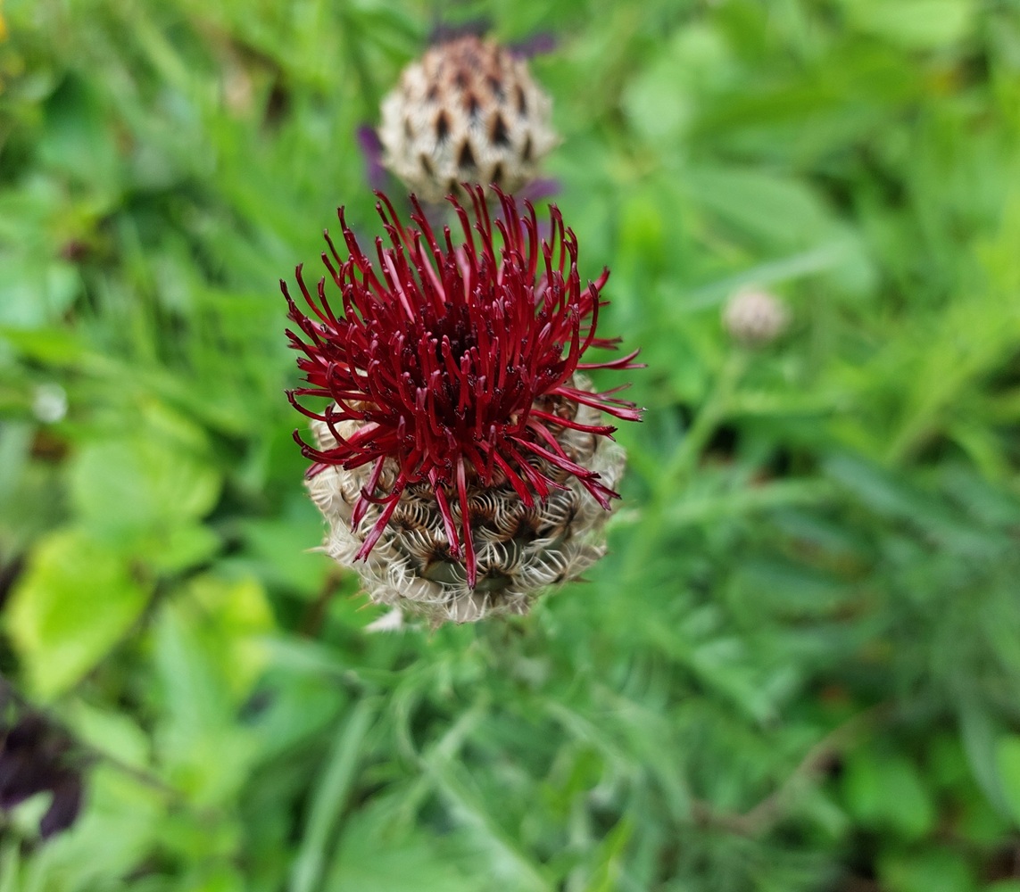 Centaurea atropurpurea