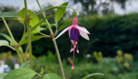 Fuchsia 'Finja' (magellanica hybride)