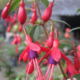 Fuchsia 'David'