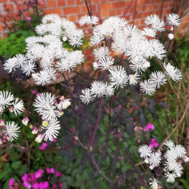 Thalictrum petaloideum